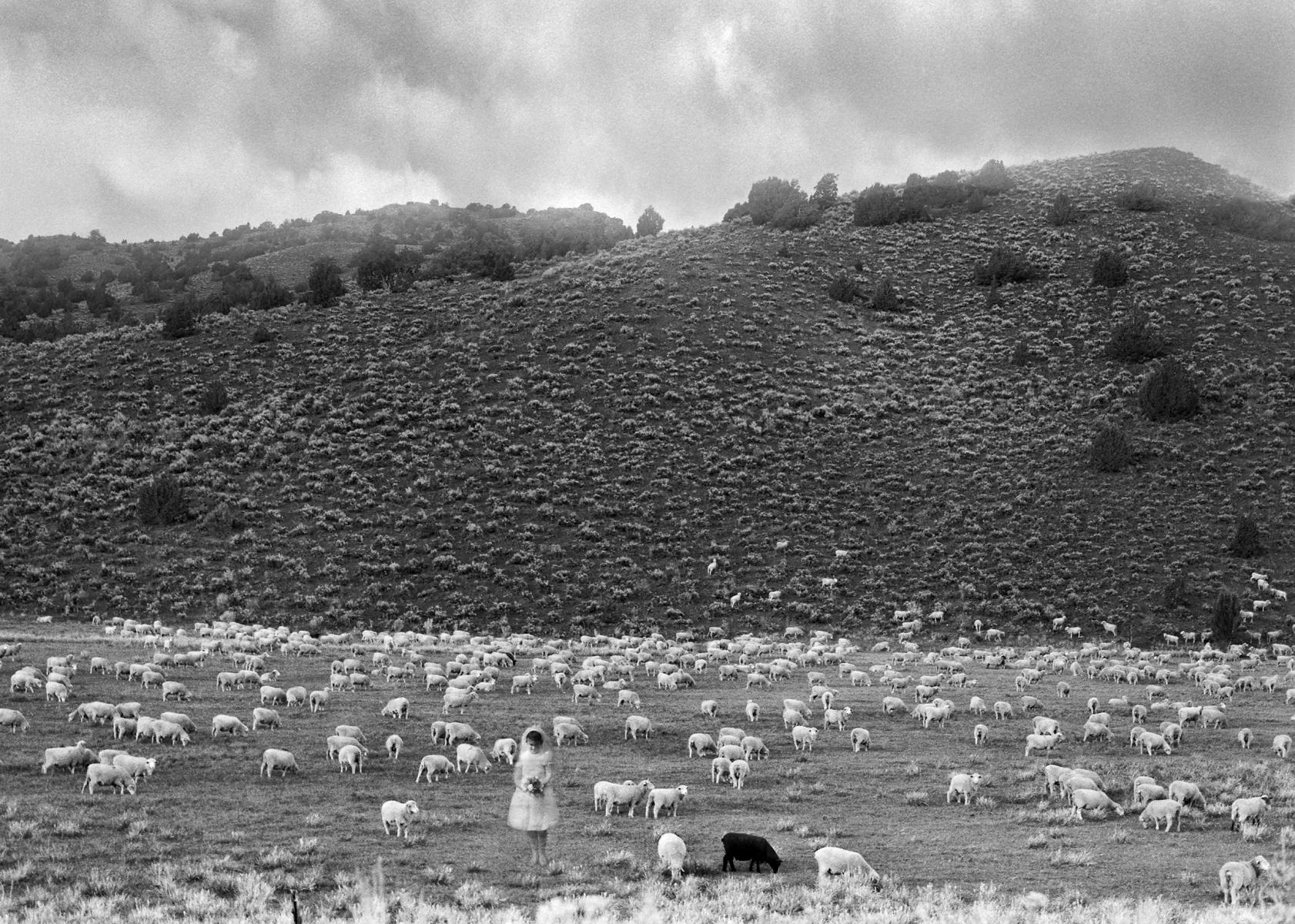 White Seep lace Sheep
